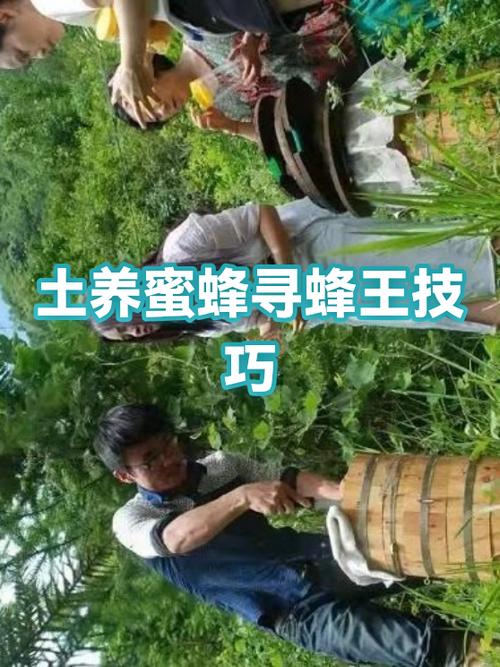 蜜蜂一直转圈是什么意思