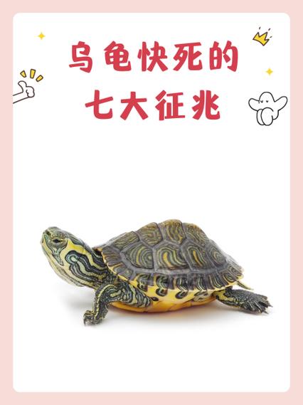 龟死了有什么预兆缩略图