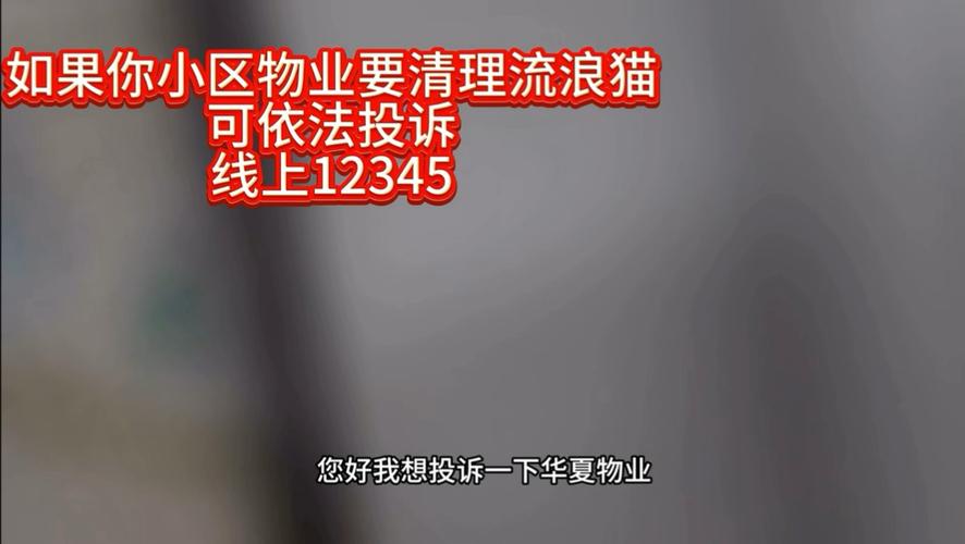 12345负责救助猫咪吗
