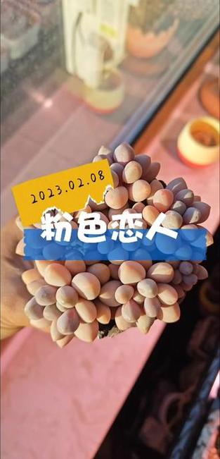 粉色恋人是什么东西缩略图