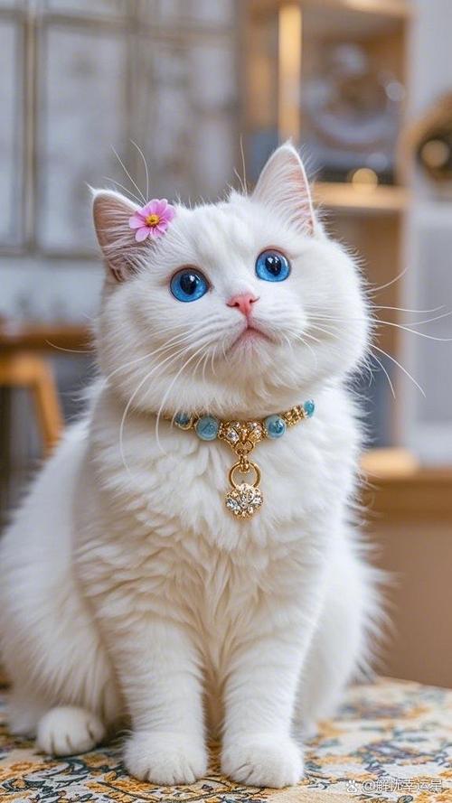 小猫图片萌图100张缩略图