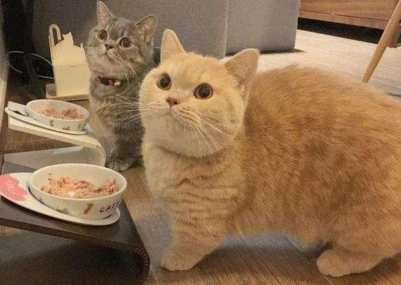 猫咪可以跳多高