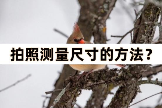 照相量尺寸