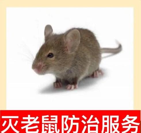 电脑屏幕不动鼠标能动怎么办截图