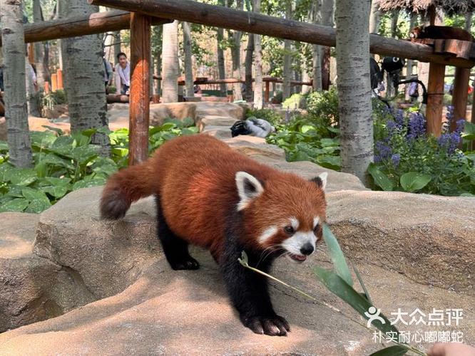 熊猫出没平台的东西是真的吗截图