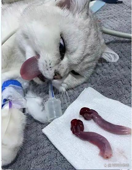 猫咪绝育时间 母猫缩略图
