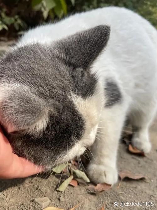 养了个猫