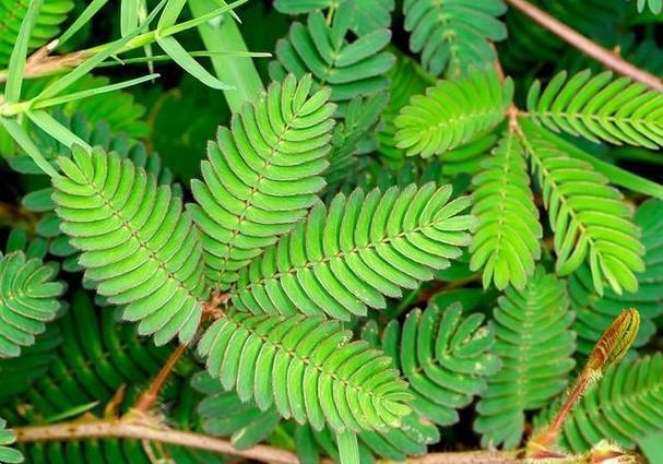 含羞草是动物还是植物截图