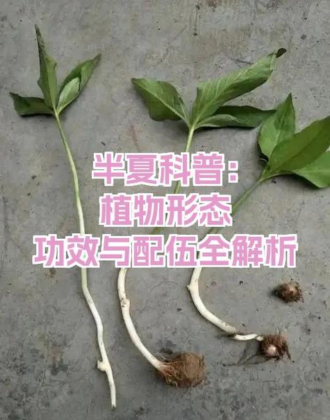 半夏植物图片