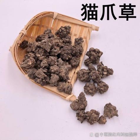 猫爪草图标