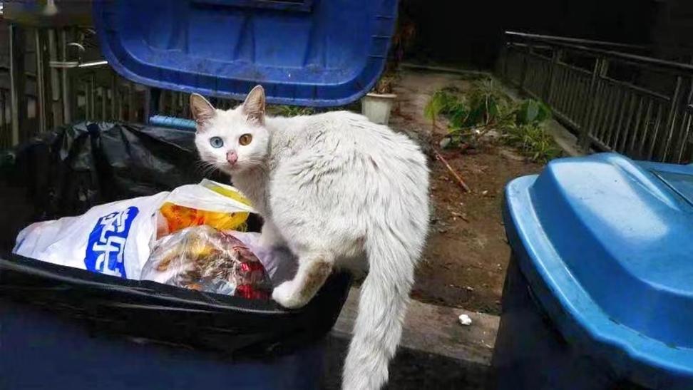 把捡来的流浪猫扔了