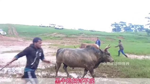 越南斗牛勾眼王