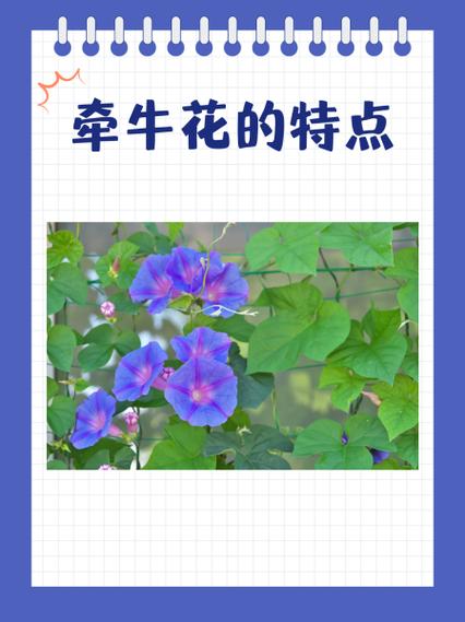 牵牛花第二年还会开吗