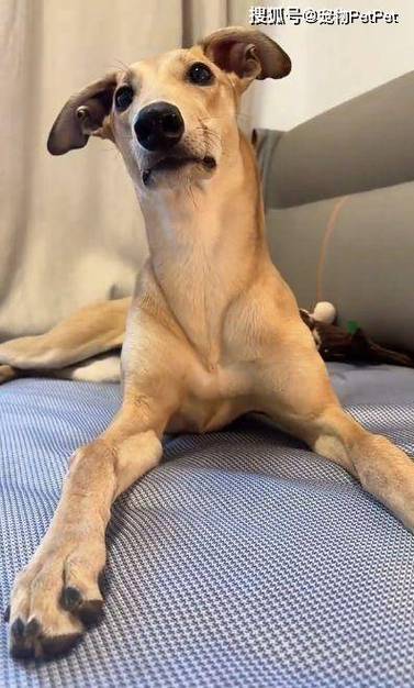 发财犬是什么狗游戏截图