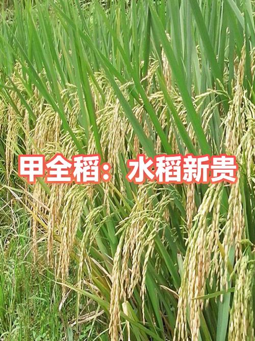 2026最火的水稻品种