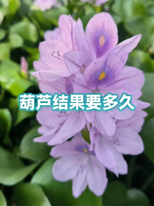 葫芦几月开始结果