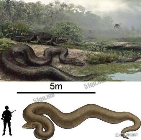 泰坦巨蟒vs蛇