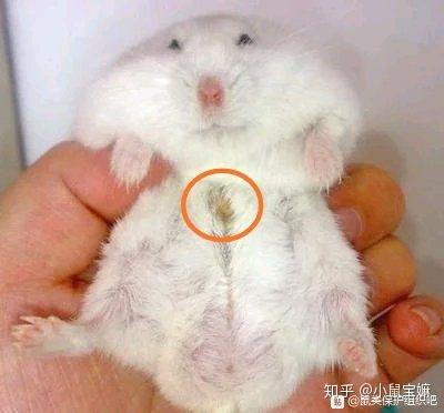 仓鼠香腺毛湿怎么办