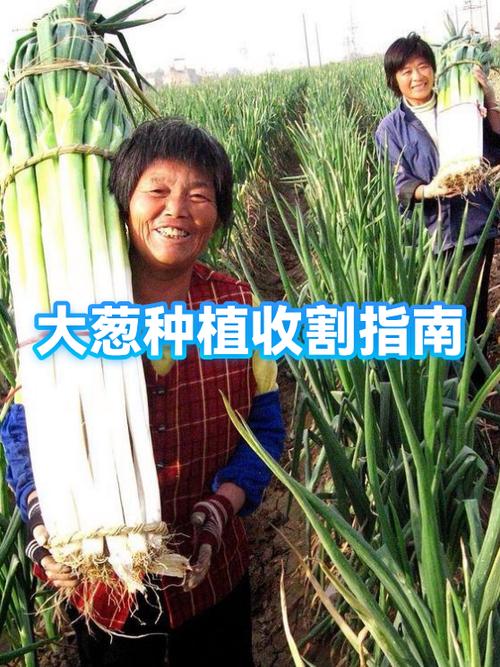 大葱怎么种植方法视频缩略图