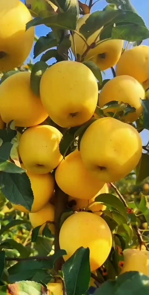 黄苹果不能上供的原因