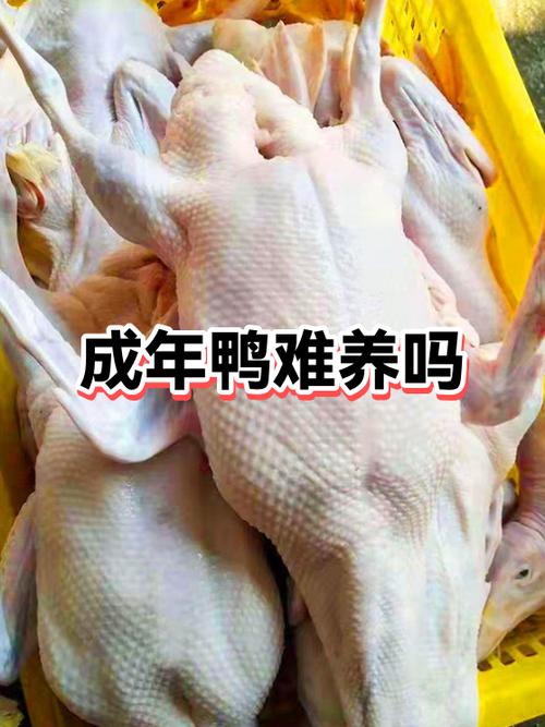 面试鸭会员最讨厌三个东西