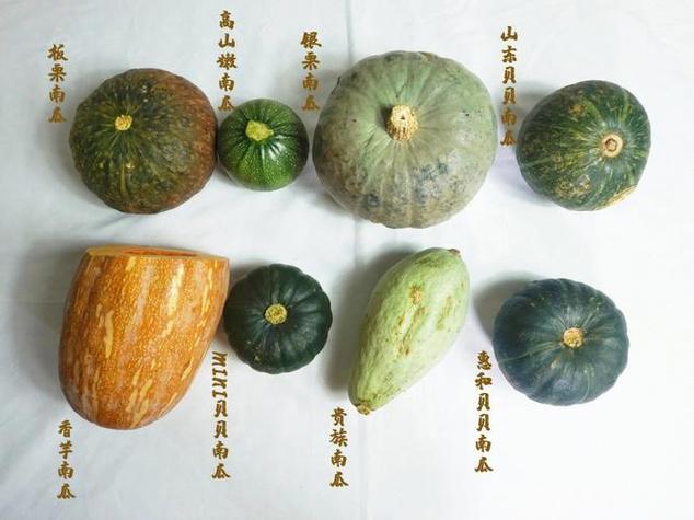 南瓜叫什么图标