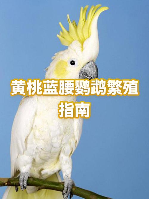 鹦鹉几个月下蛋截图