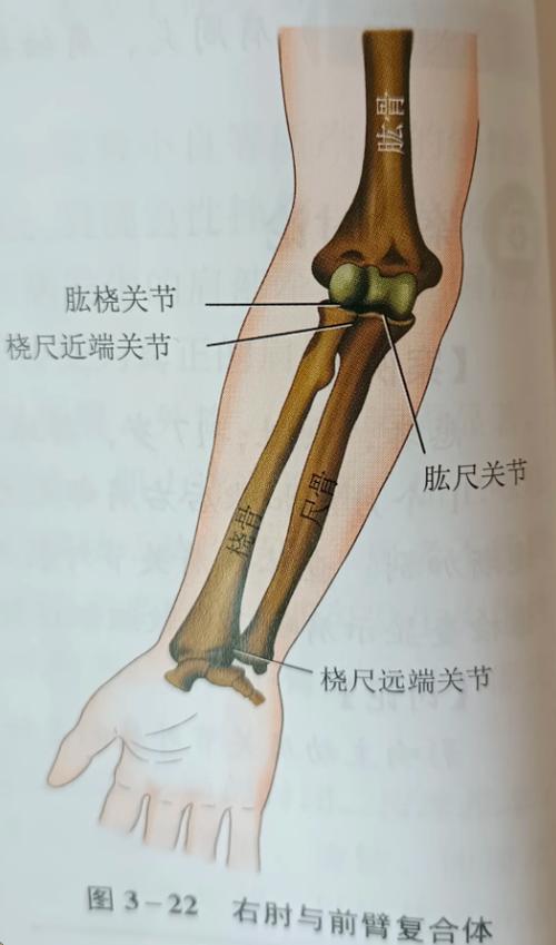 人曲肘原理
