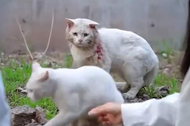 流浪猫的可爱之处