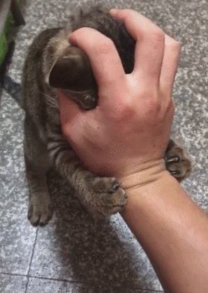 野猫咬家猫是什么征兆