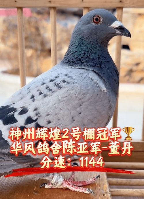 赛鸽名家视频缩略图