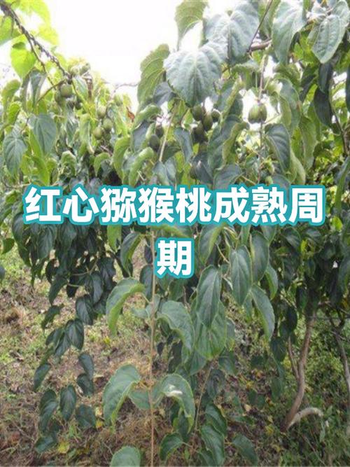 加速猕猴桃成熟的方法