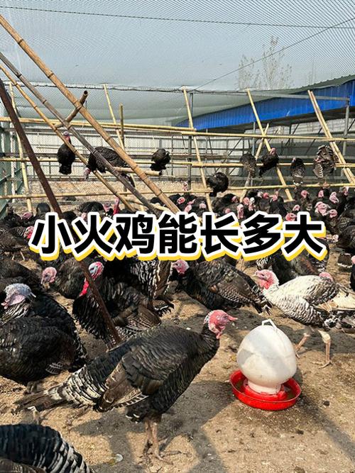 哪个品种的火鸡能长到13公斤