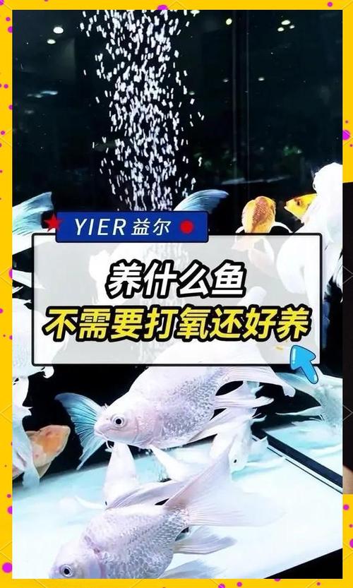 鹦鹉鱼不用氧气泵可以吗