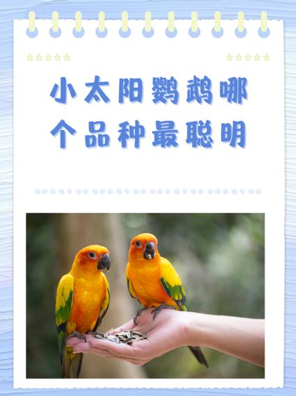 人工养殖的小太阳鹦鹉可以买吗截图