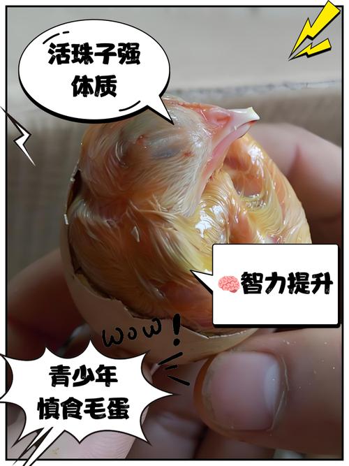 毛蛋哪部分不能吃缩略图