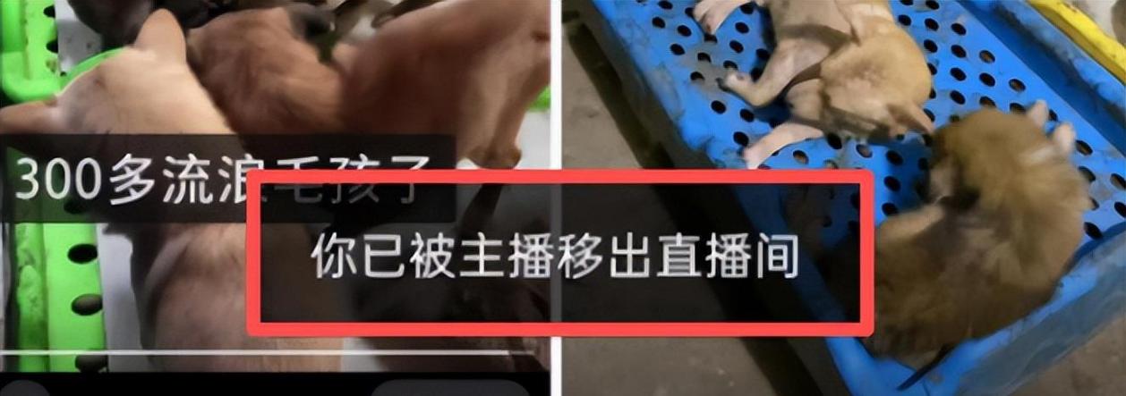 您已被主播移出直播间是什么意思