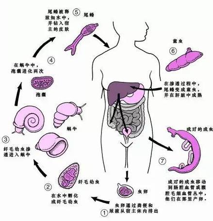 寄生虫生存