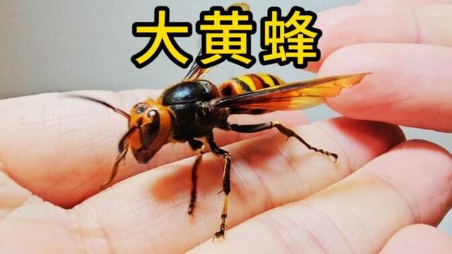 小黄蜂视频app官方版下载