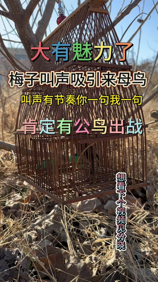 黄雀鸟循环叫声