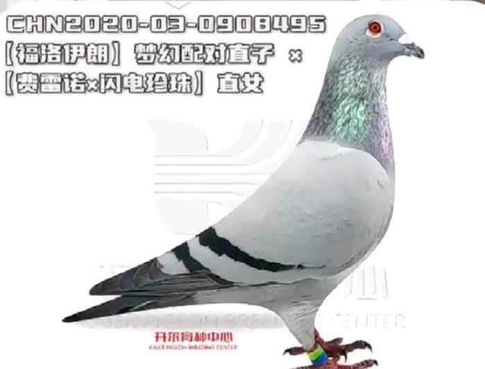2026鸽子价格