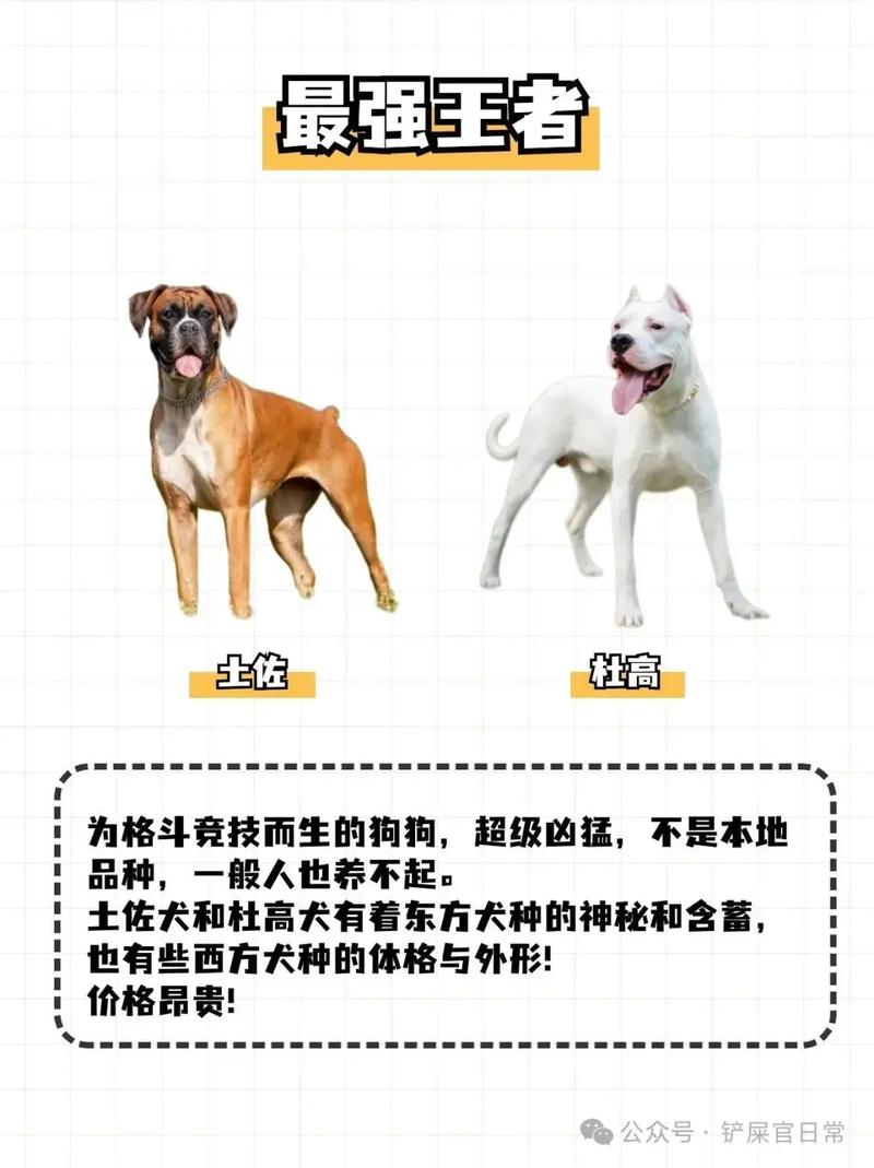 大狗battle和moving的区别