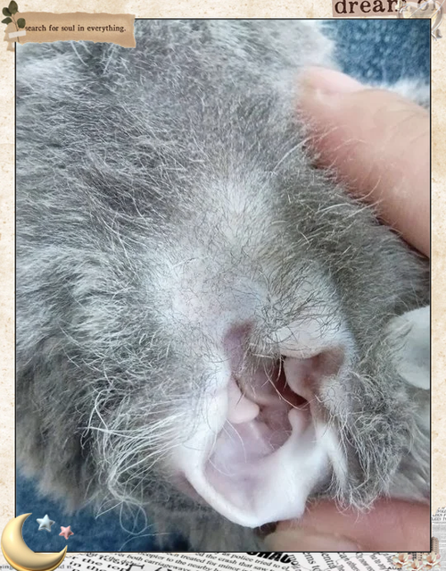 小猫耳朵有点弯