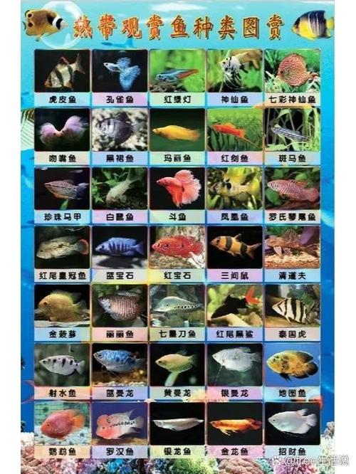 观赏鱼大全