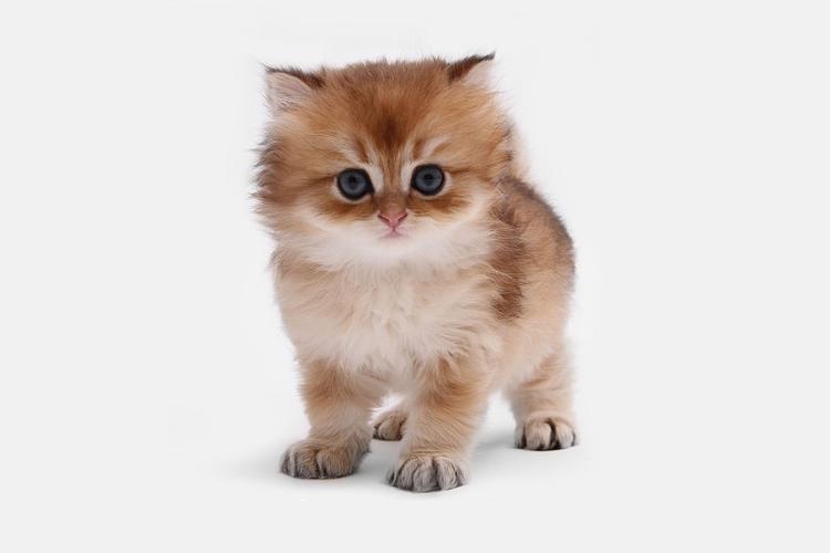 猫咪网页版官方