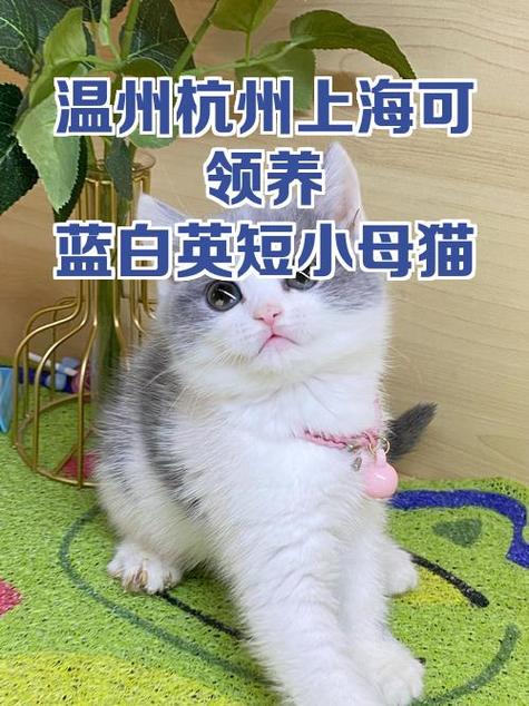 蓝白猫为什么不建议养