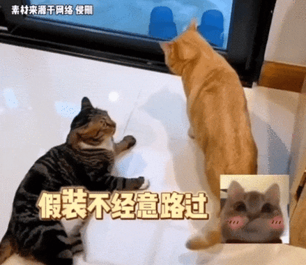 猫咪踩来踩去什么意思