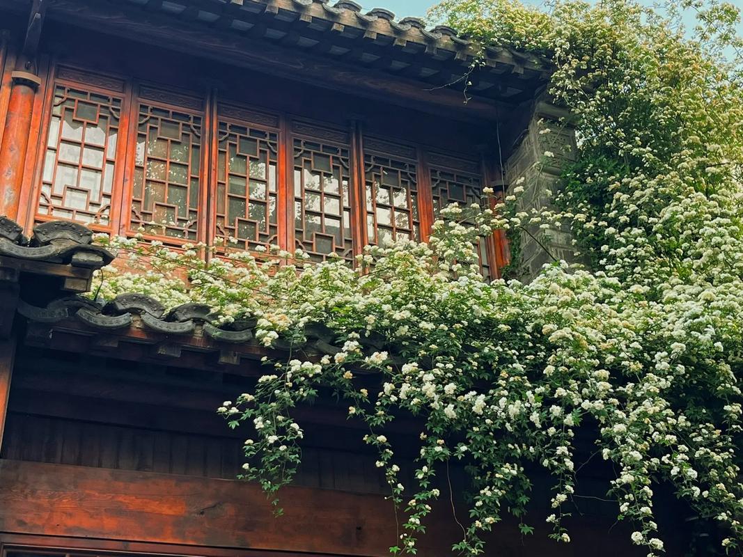 叹西茶 向阳