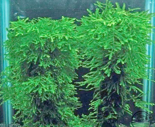 常见50种水草