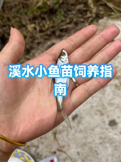 小鱼苗怎么养才能养活